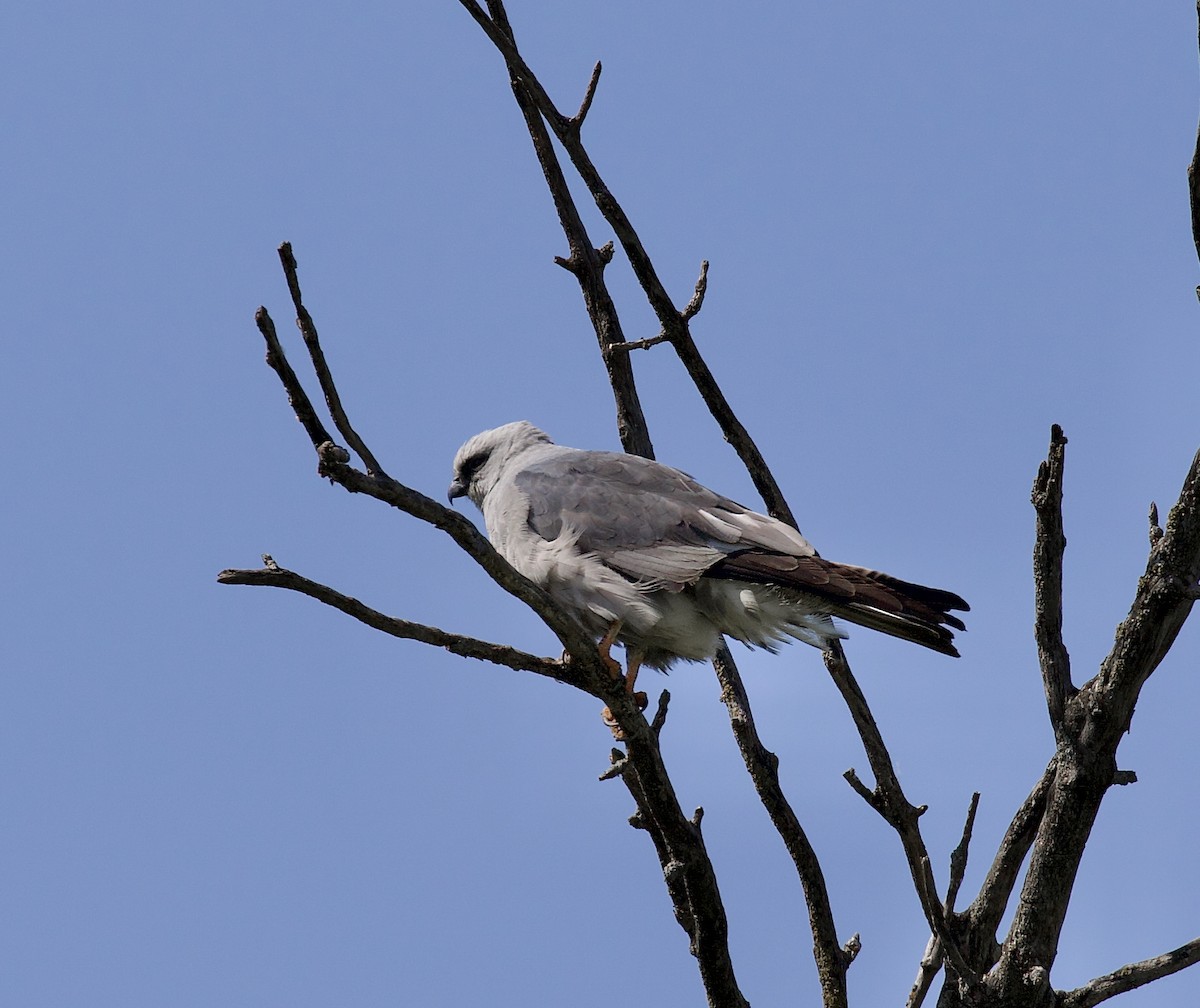 Шуліка світлоголовий - ML620685981