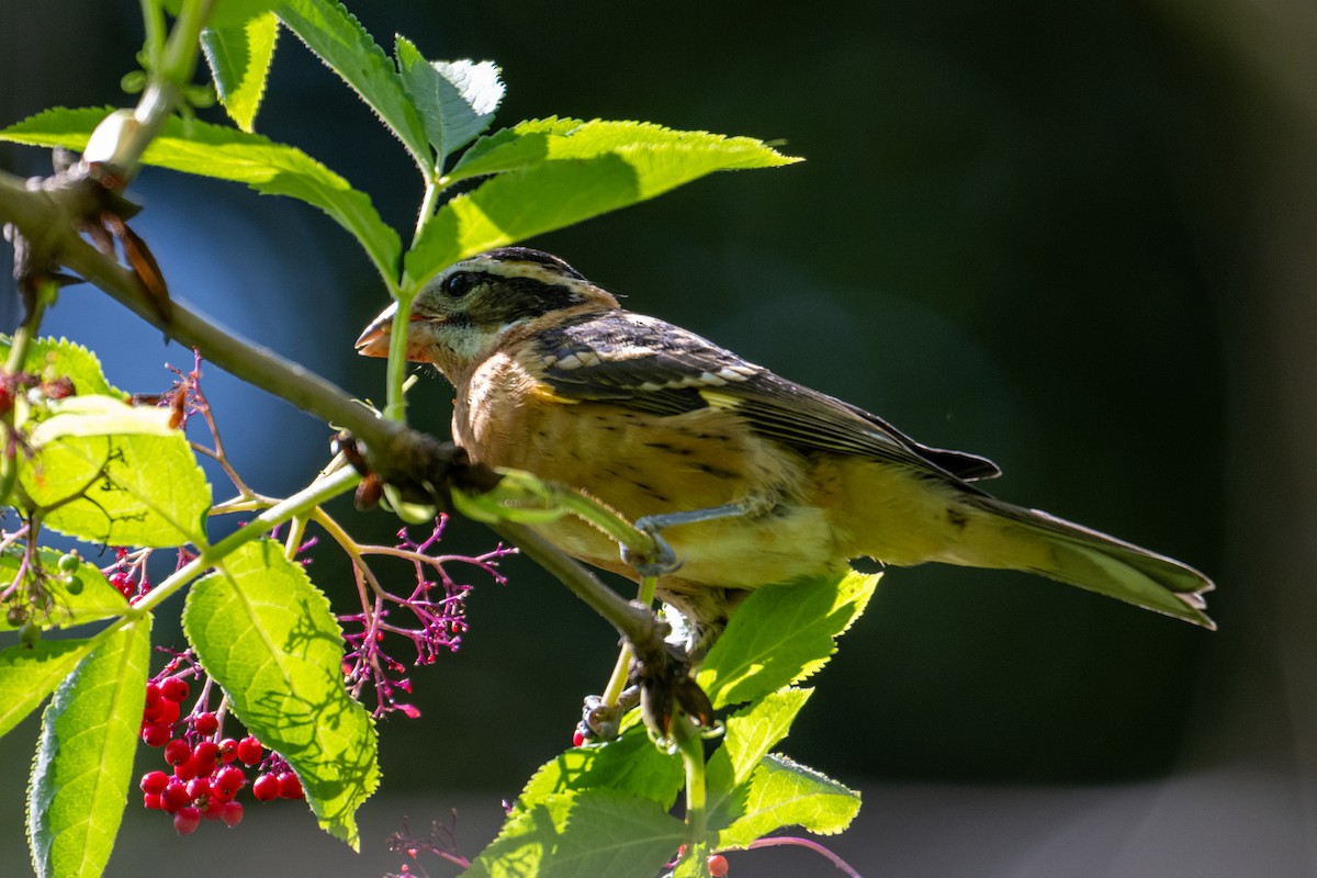 Black-headed Grosbeak - ML620685986