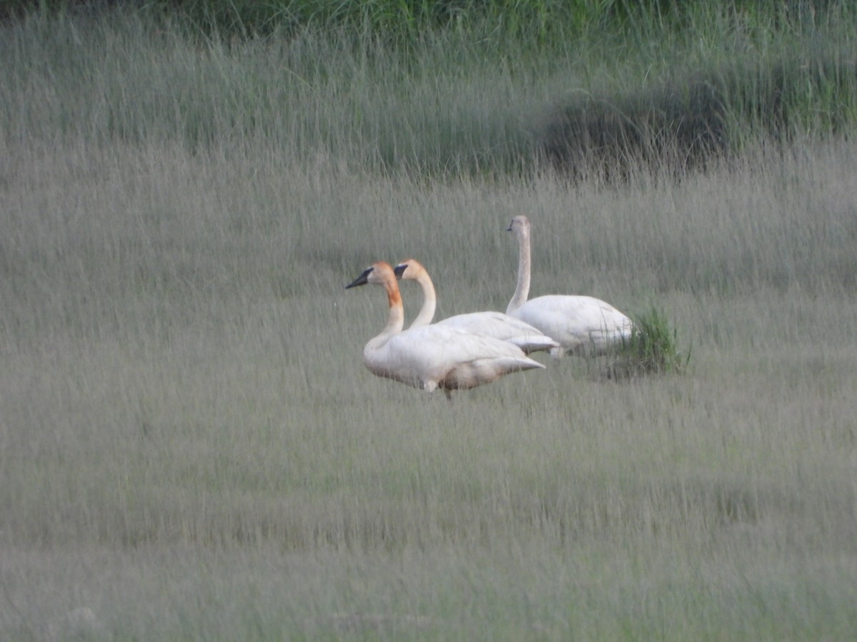 Trumpeter Swan - ML620685987