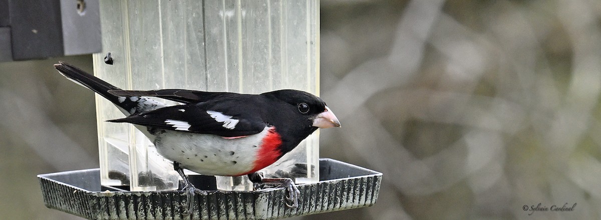 Rose-breasted Grosbeak - Sylvain Cardinal