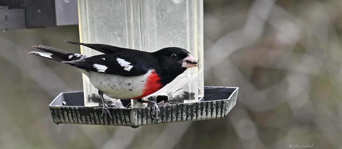 Rose-breasted Grosbeak - Sylvain Cardinal