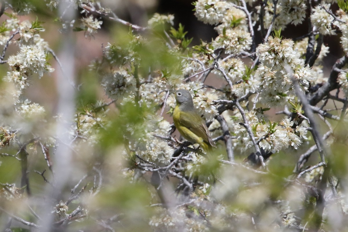 Nashville Warbler - ML620685991