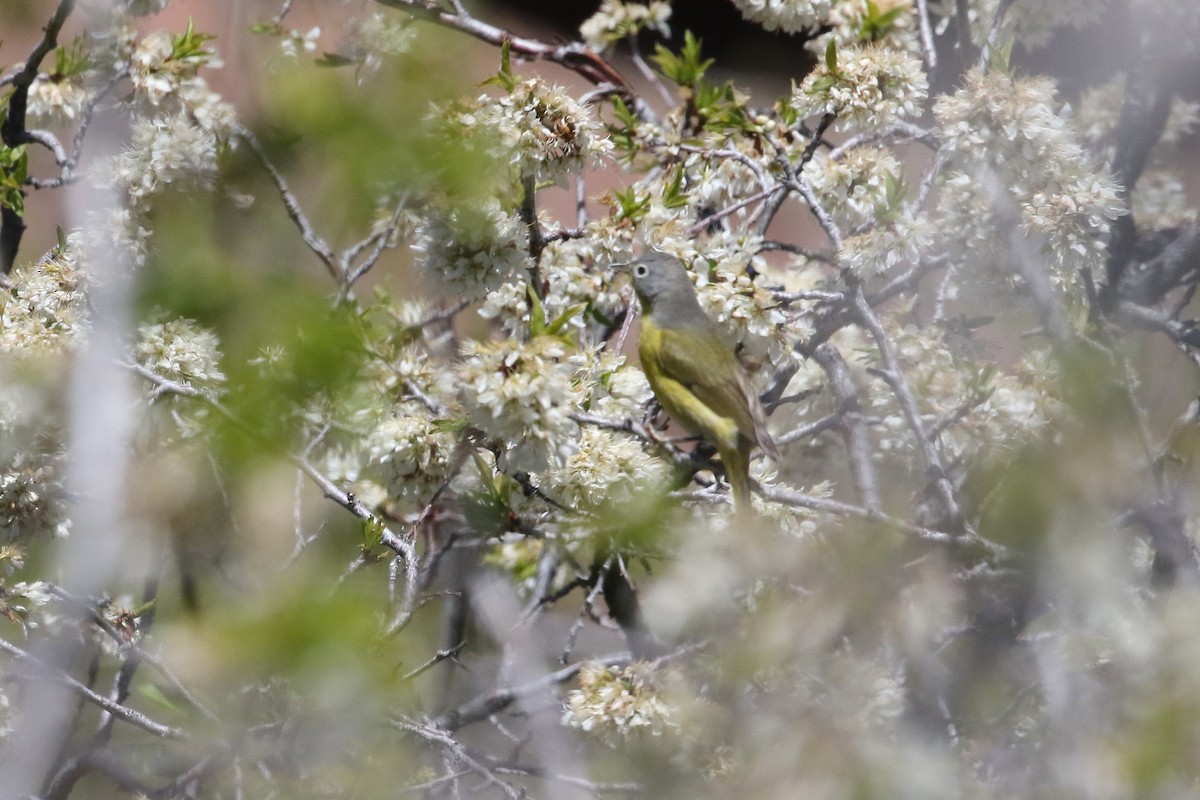 Nashville Warbler - ML620685994