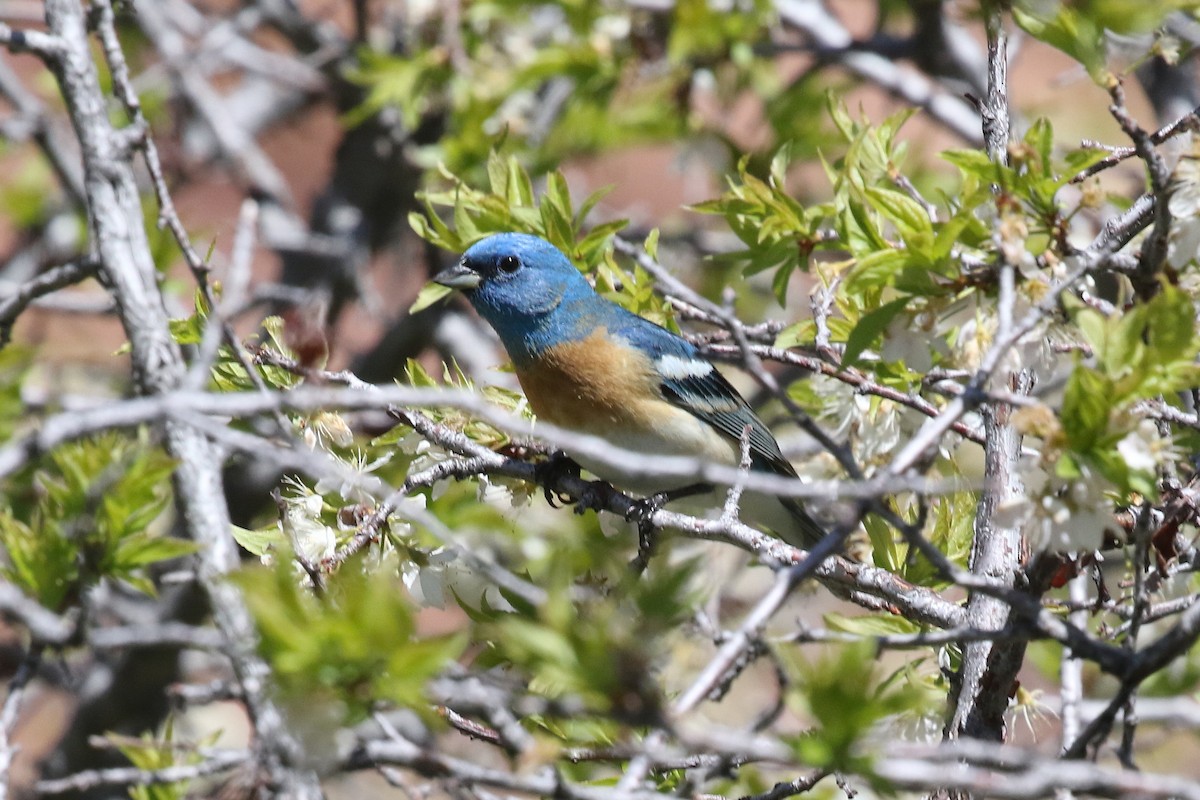 Lazuli Bunting - ML620685995