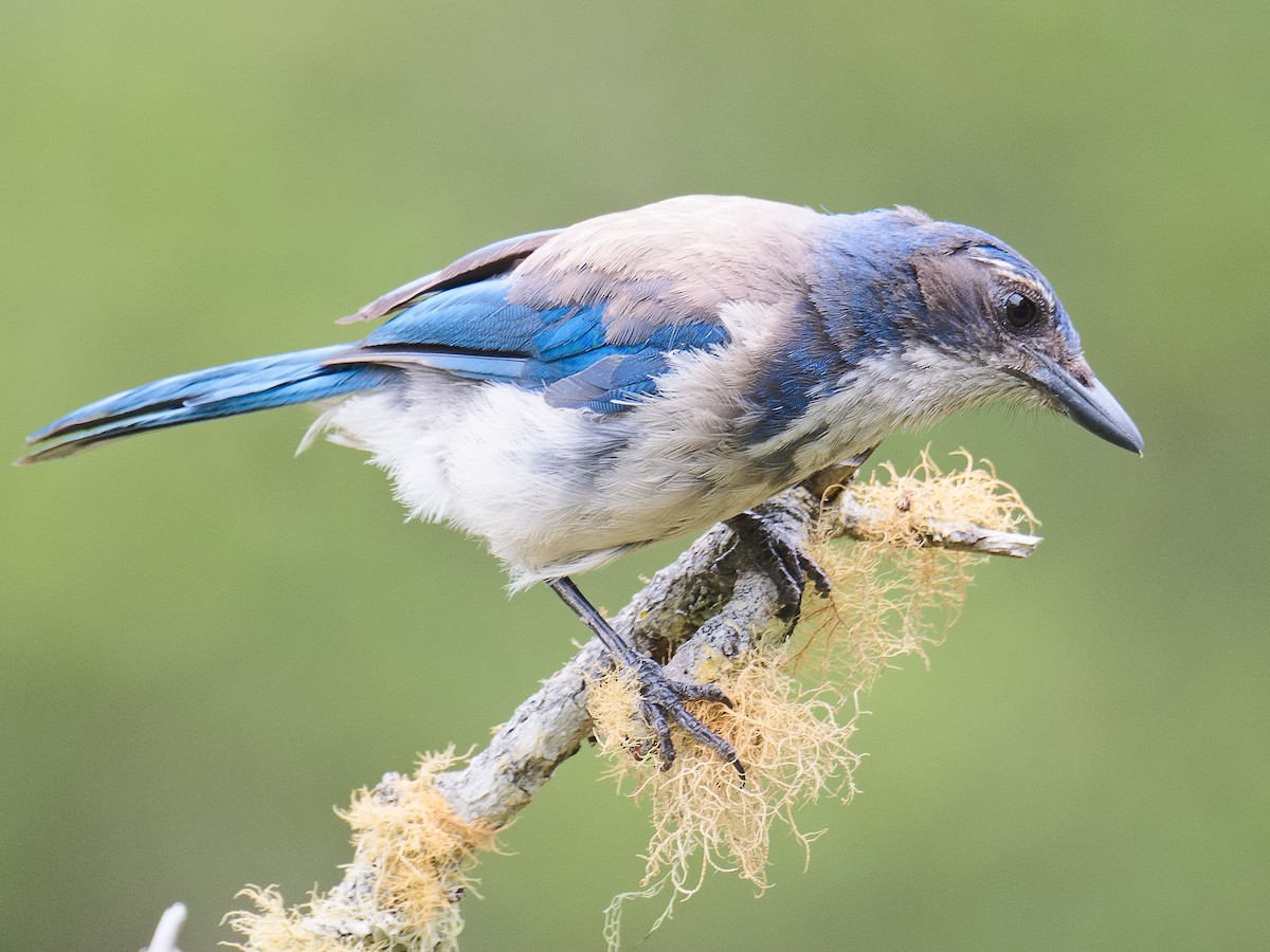 California Scrub-Jay - ML620685998