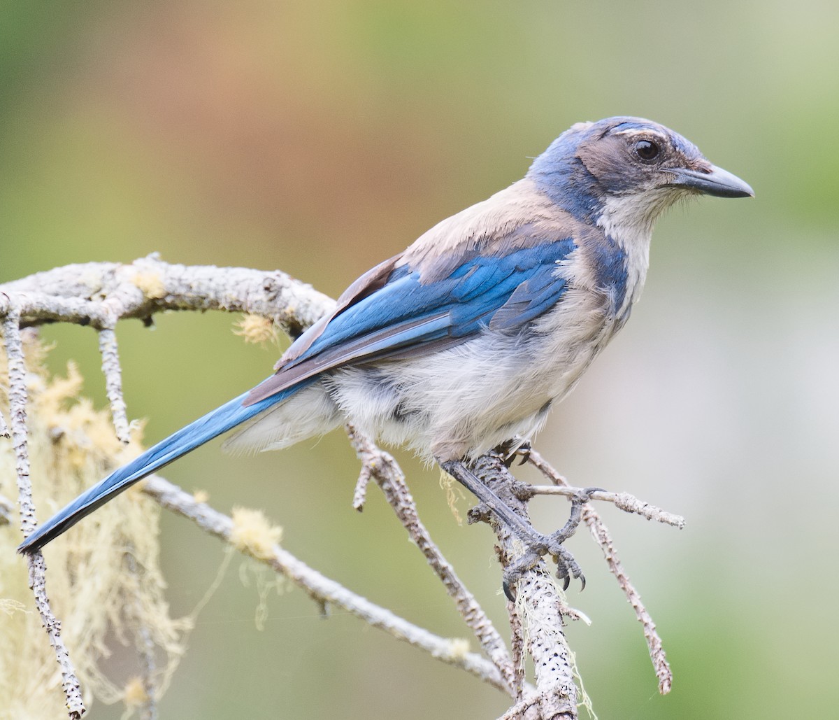 California Scrub-Jay - ML620686000