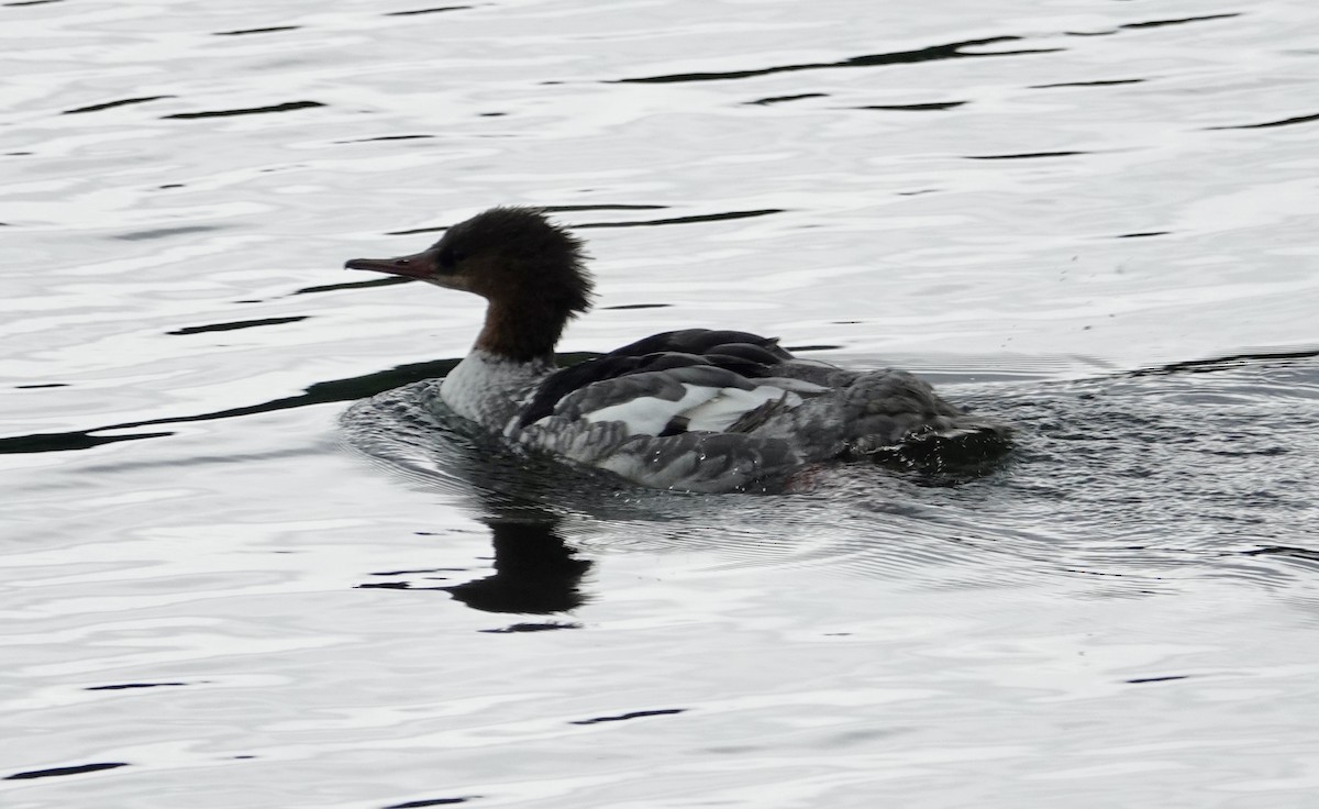 Common Merganser - ML620686001