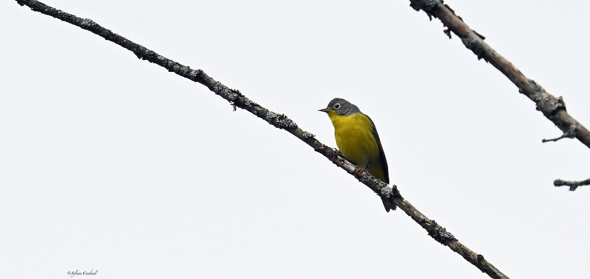 Nashville Warbler - ML620686002