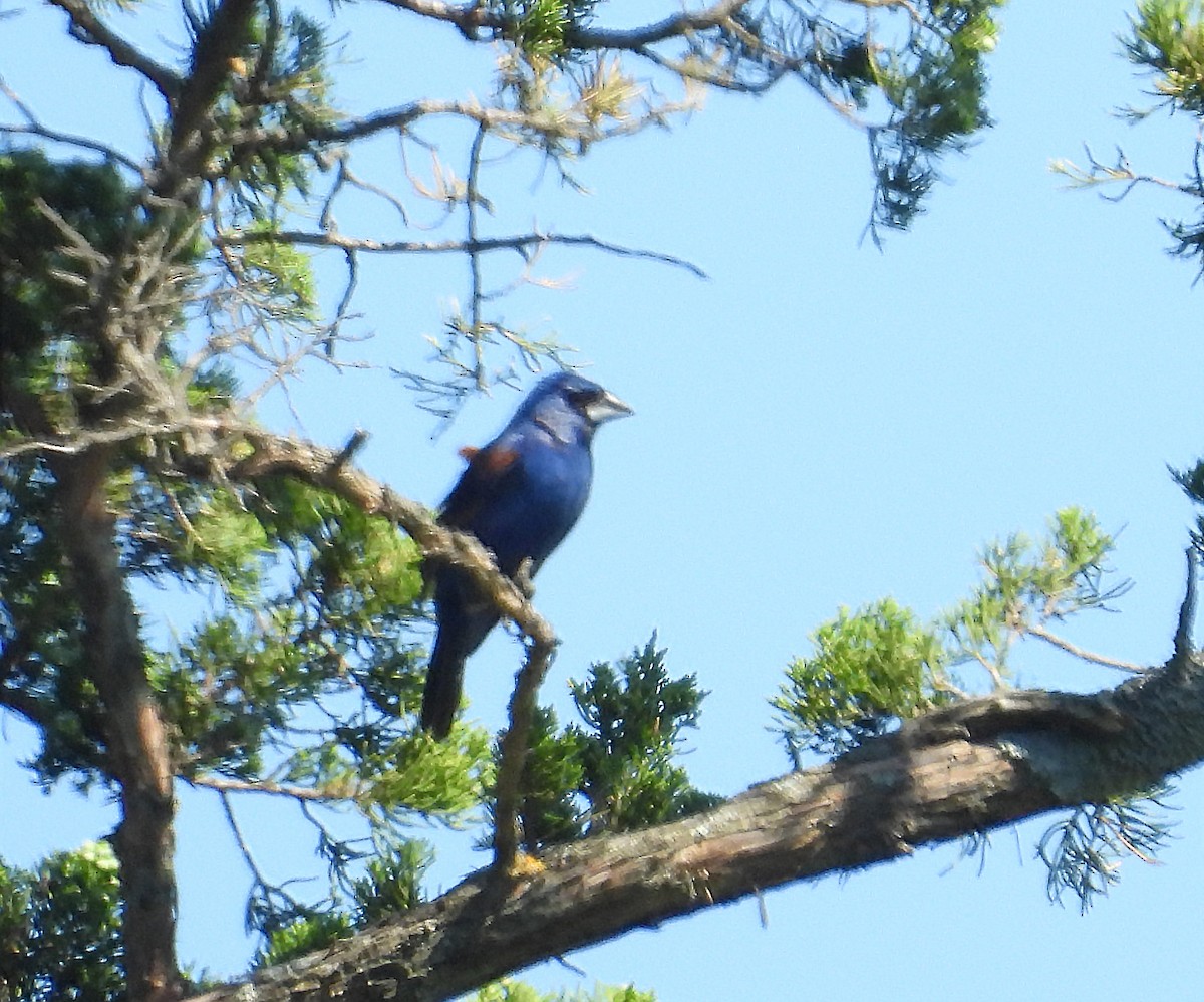 Blue Grosbeak - ML620686003