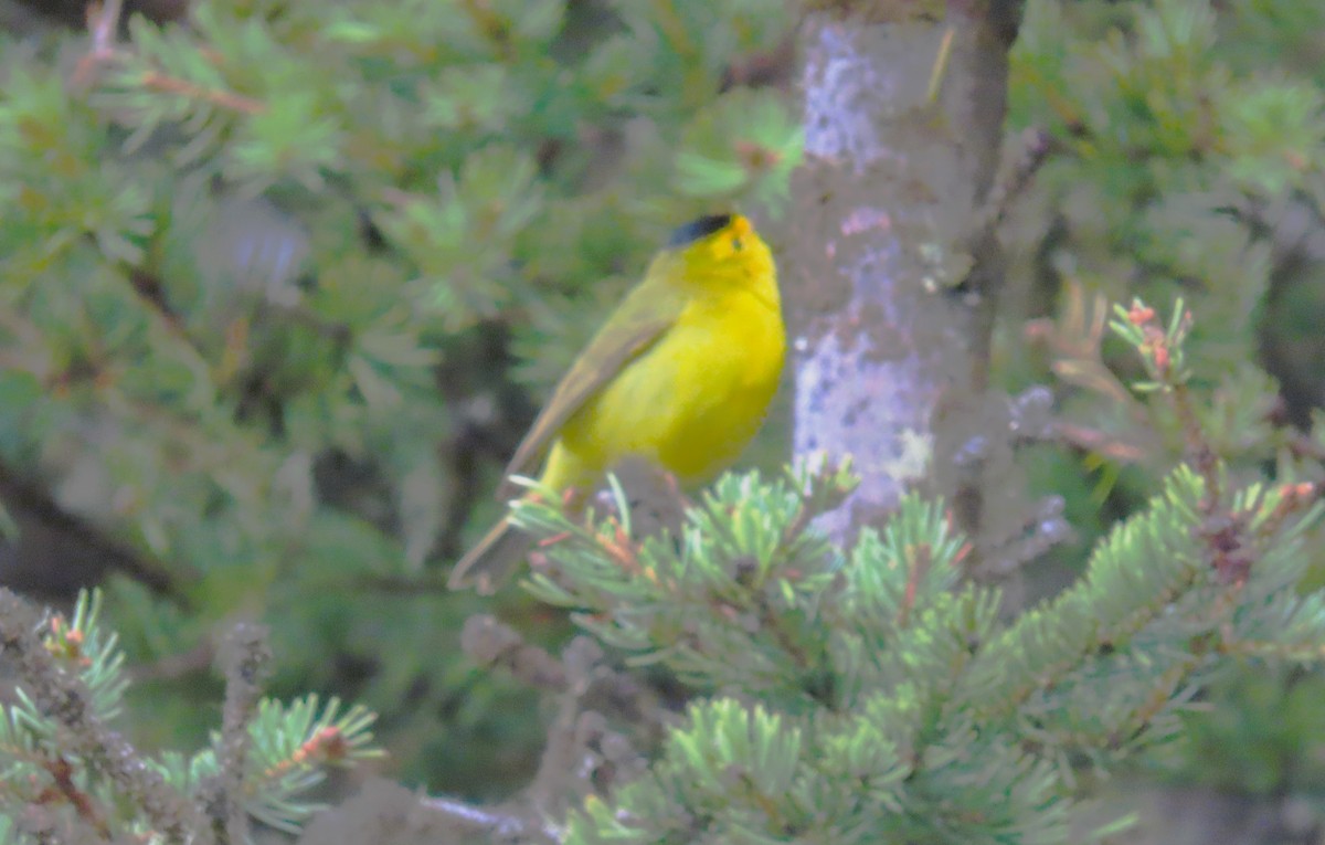 Wilson's Warbler - ML620686004