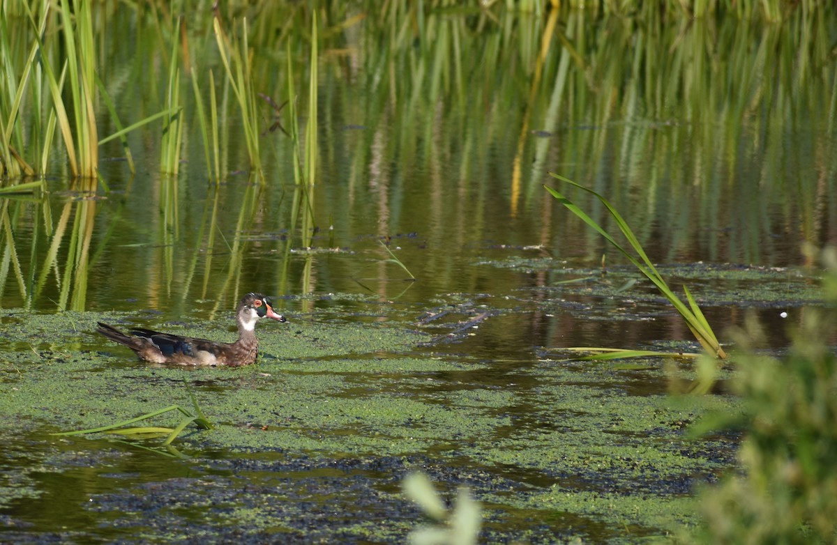 Wood Duck - ML620686005