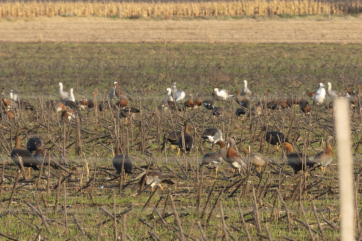 Ruddy-headed Goose - ML620686006