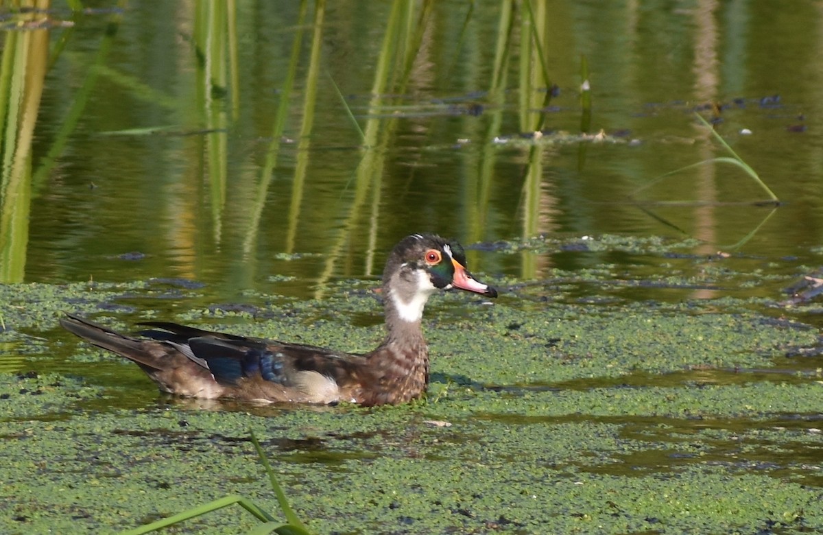 Wood Duck - ML620686008