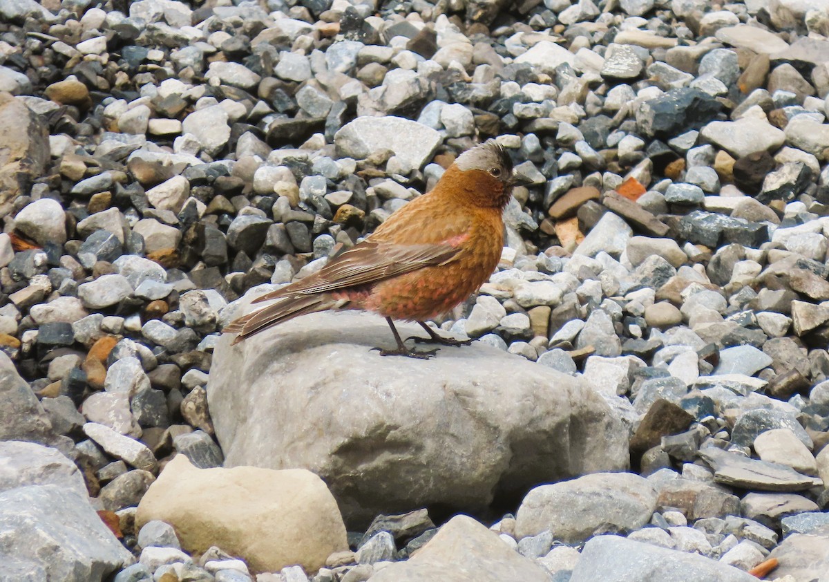 Gray-crowned Rosy-Finch - ML620686010