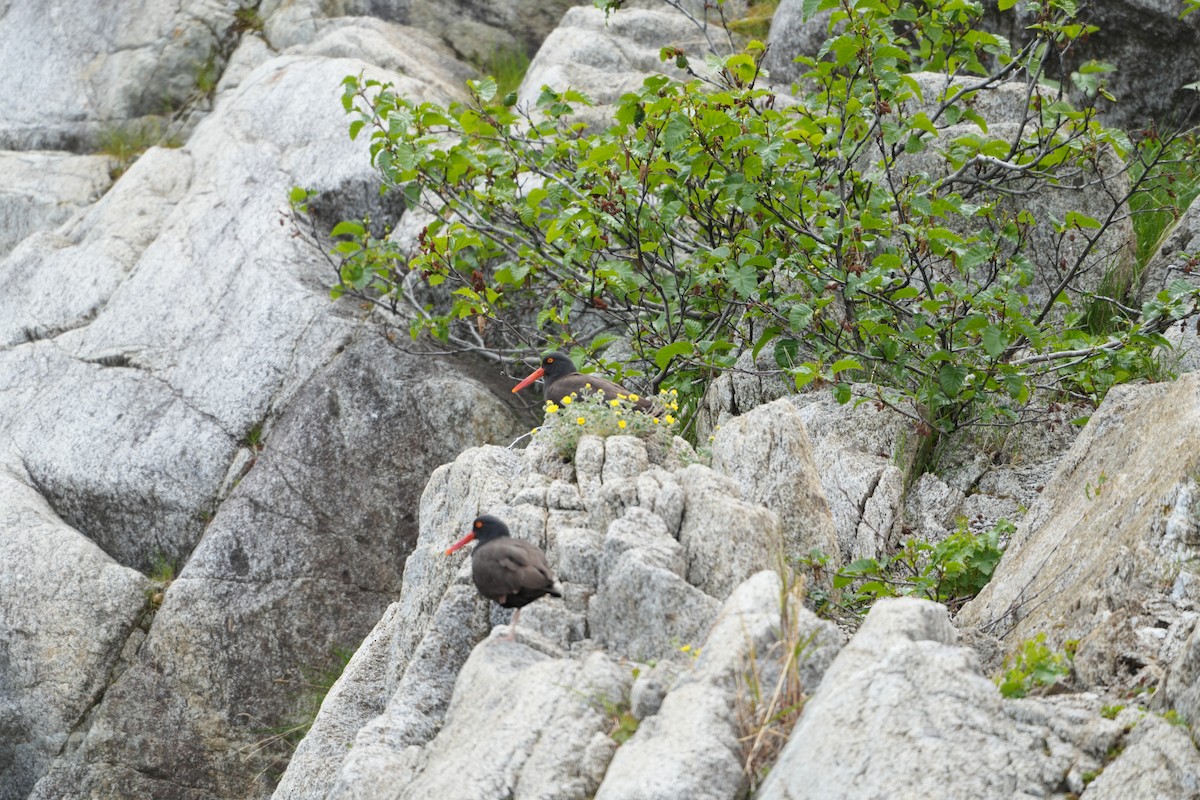 Black Oystercatcher - ML620686016