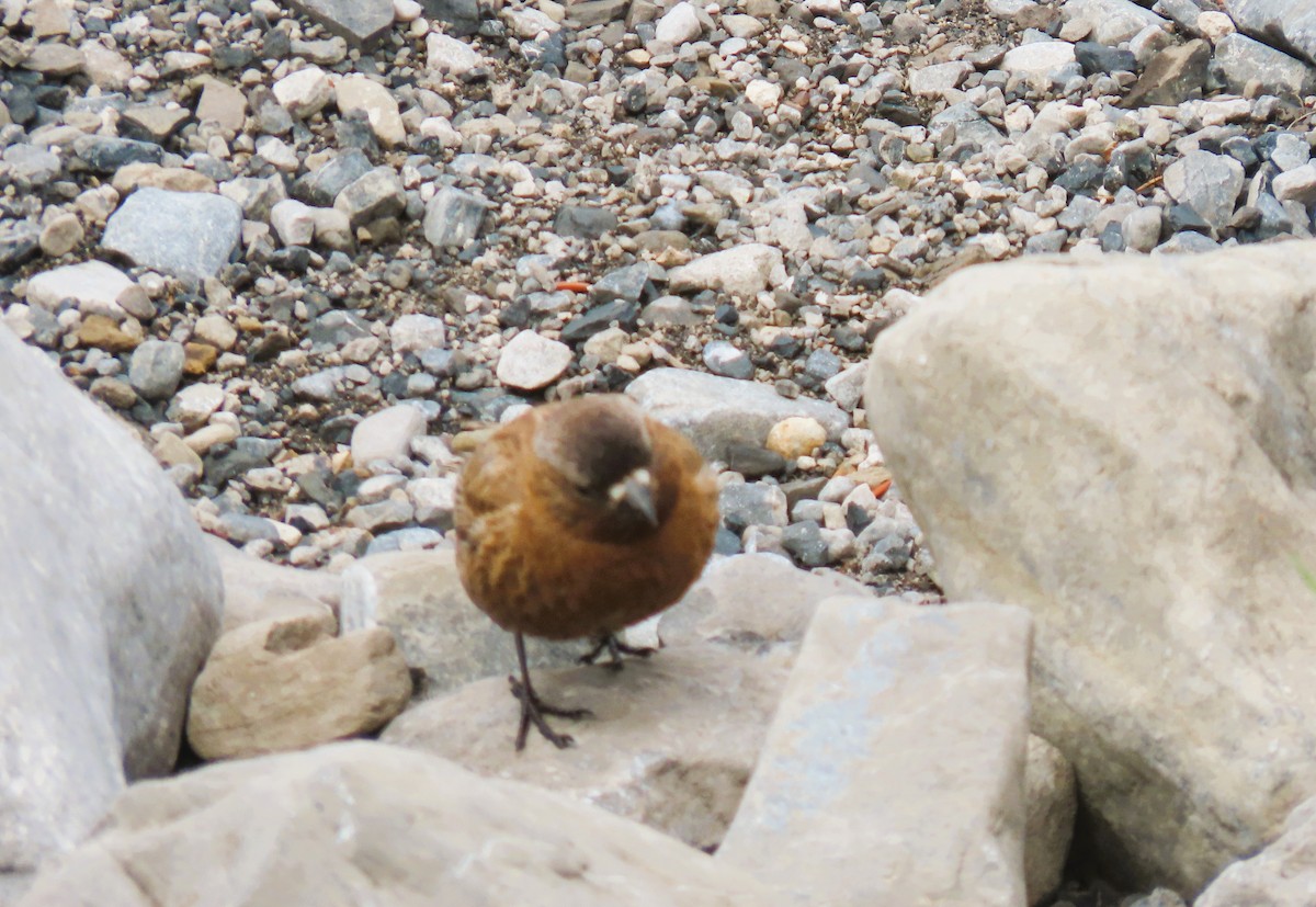 Gray-crowned Rosy-Finch - ML620686017