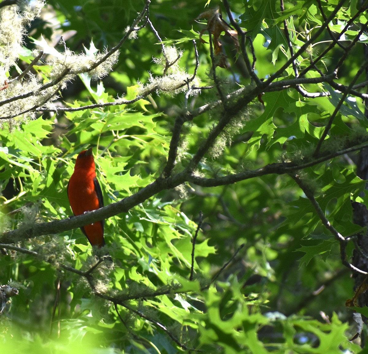 アカフウキンチョウ - ML620686019