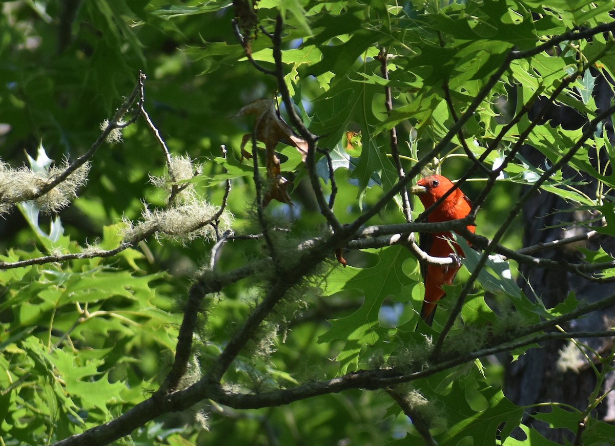 Scarlet Tanager - ML620686020