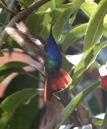 kolibřík azurovoprsý - ML620686021