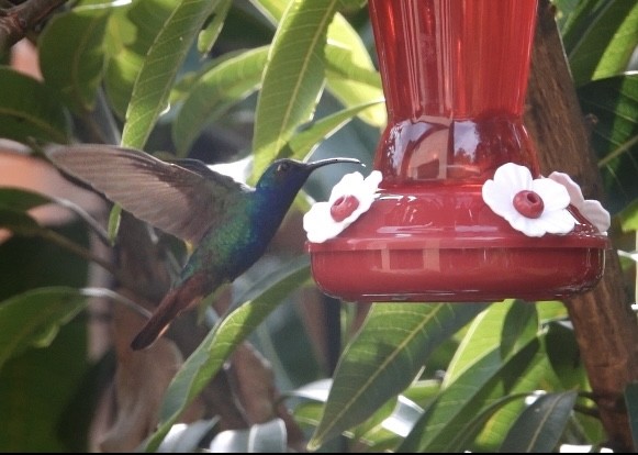 kolibřík azurovoprsý - ML620686023