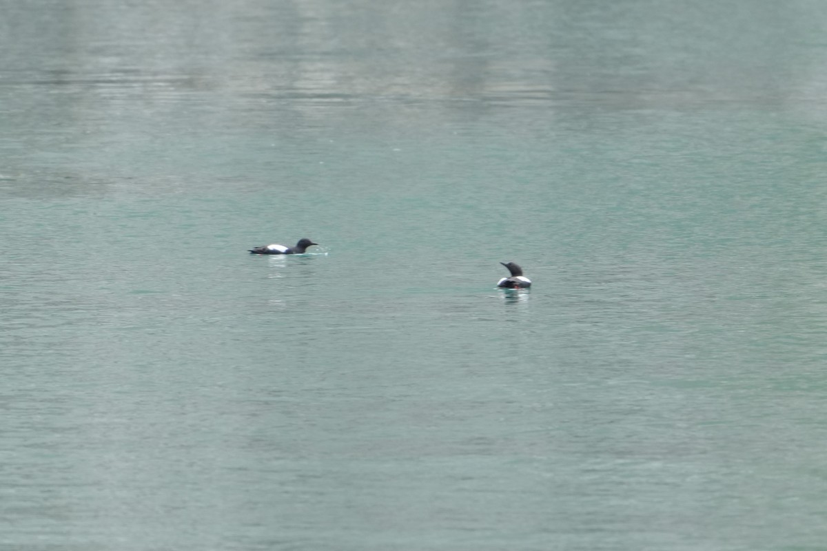 Pigeon Guillemot - Tasha Dimarzio