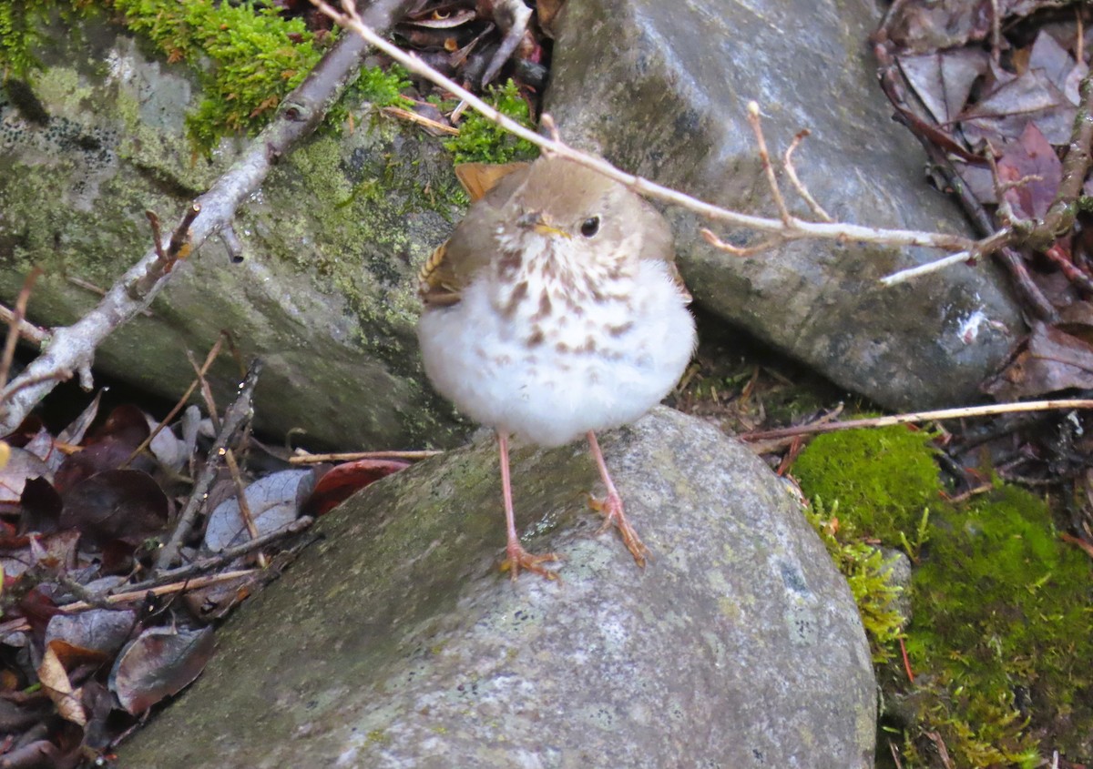 Hermit Thrush - ML620686027