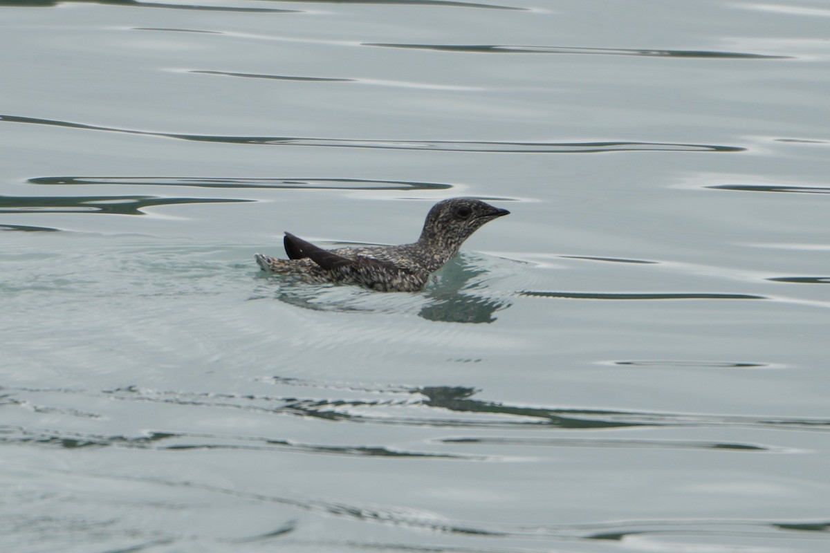 Kittlitz's Murrelet - ML620686028