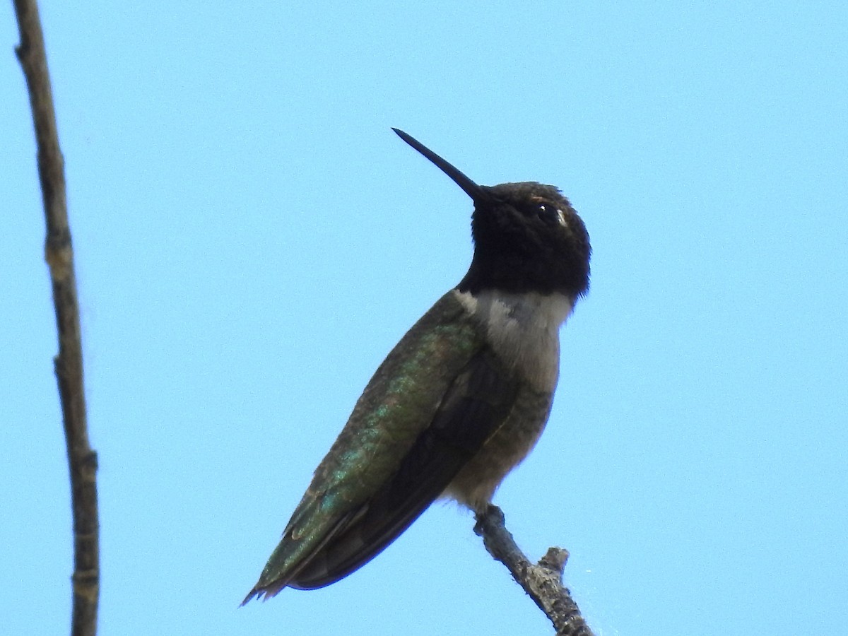 Black-chinned Hummingbird - ML620686029