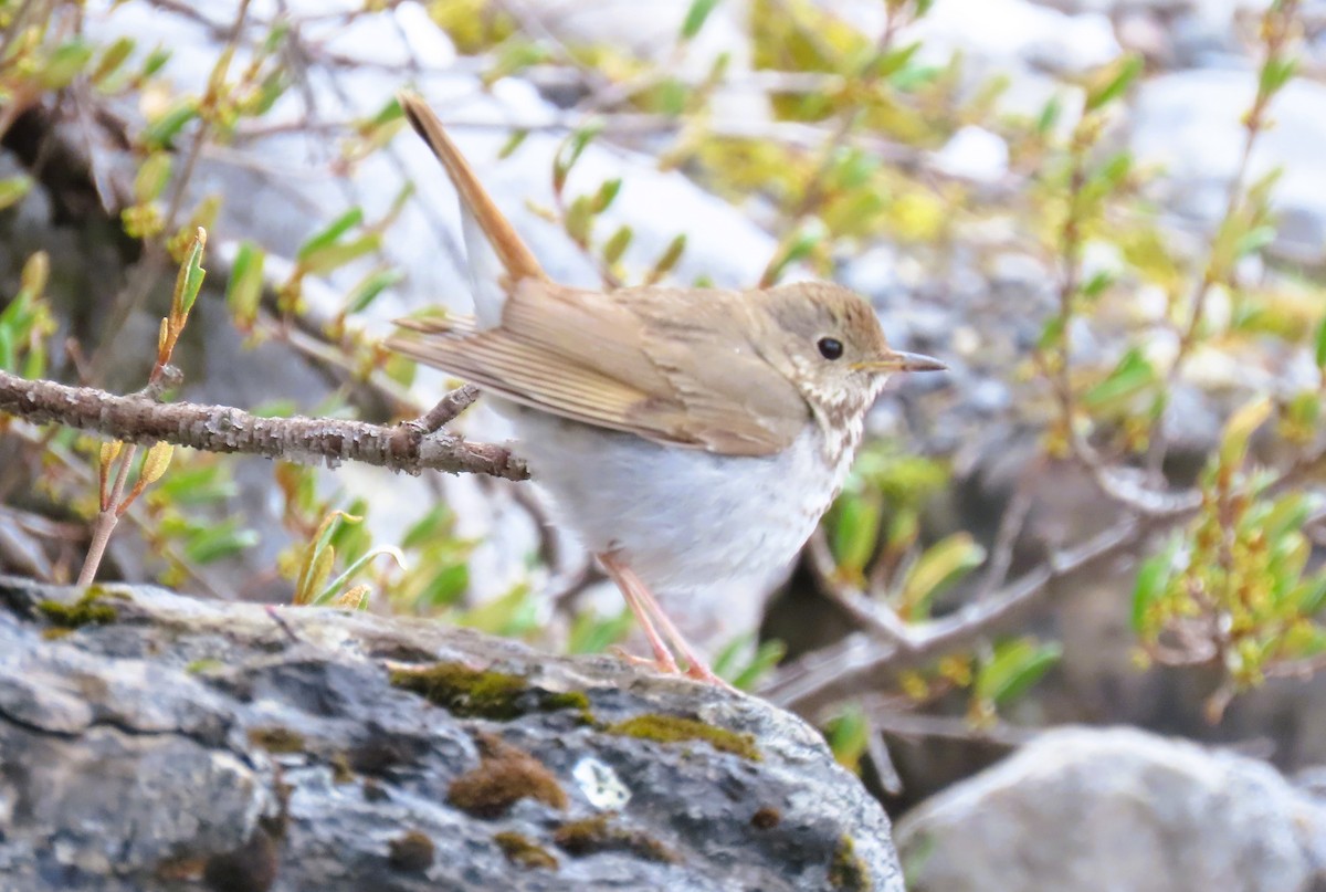 Hermit Thrush - ML620686032