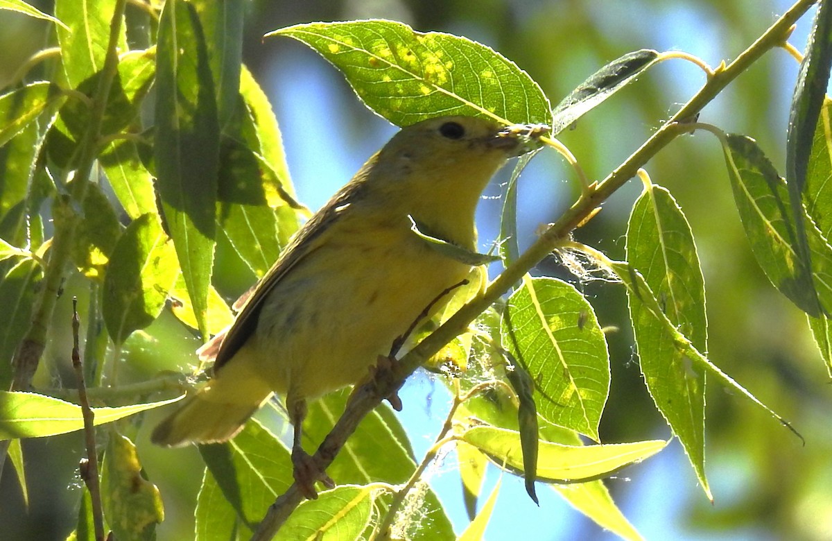 Yellow Warbler - ML620686034