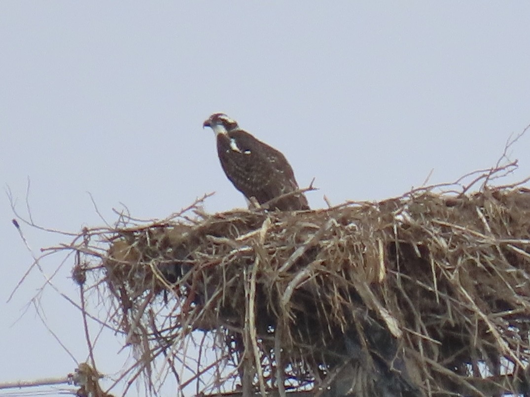 Osprey - Alane Gray