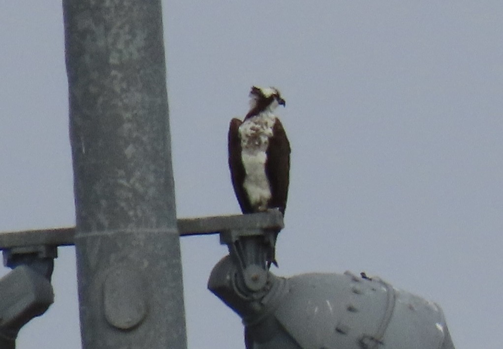 Balbuzard pêcheur - ML620686040