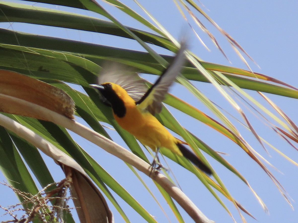 Hooded Oriole - ML620686042