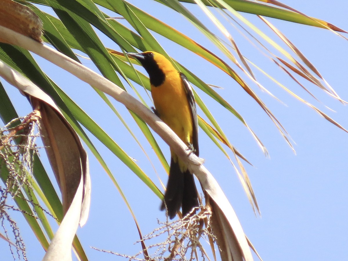 Oriole masqué - ML620686043