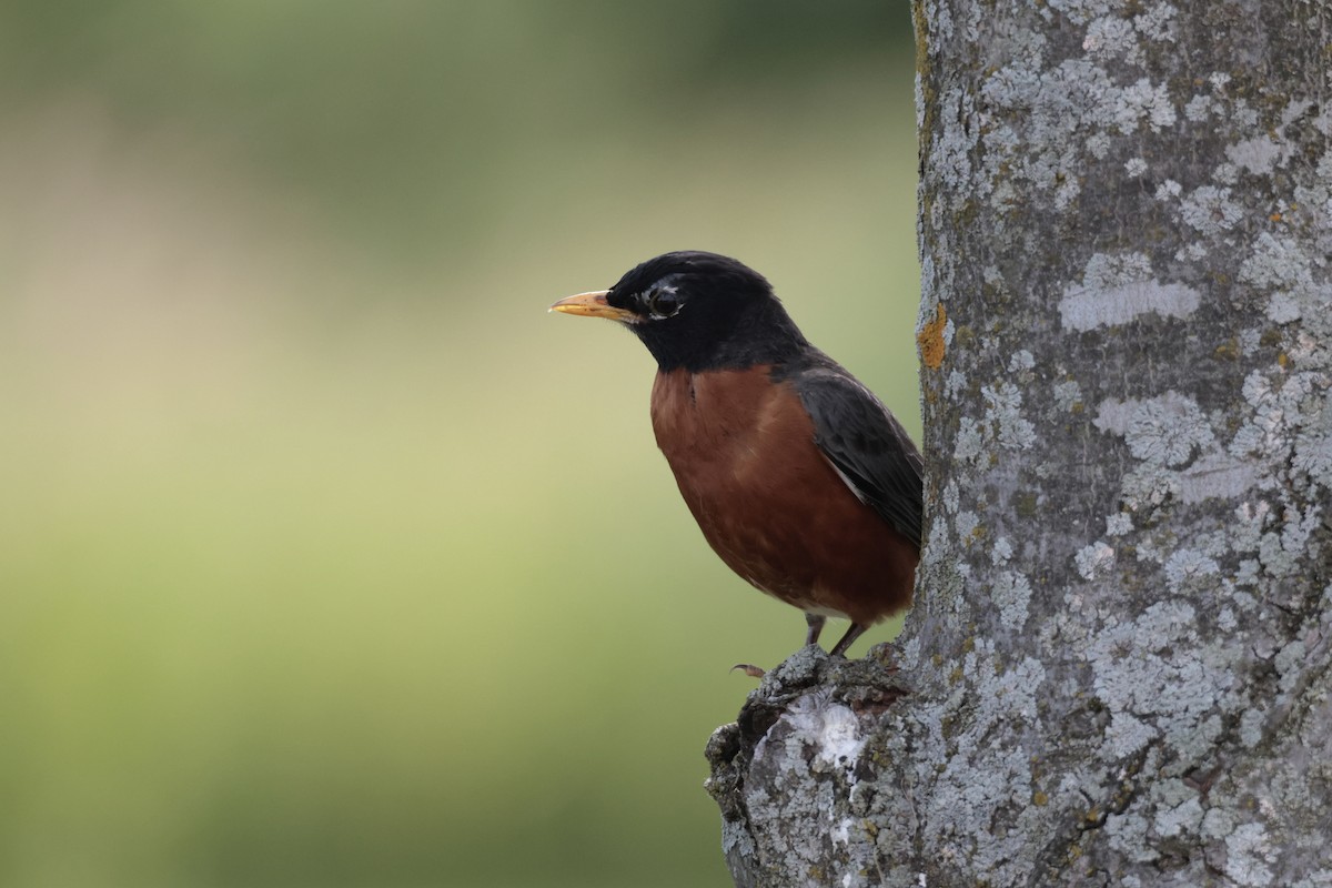 American Robin - ML620686044