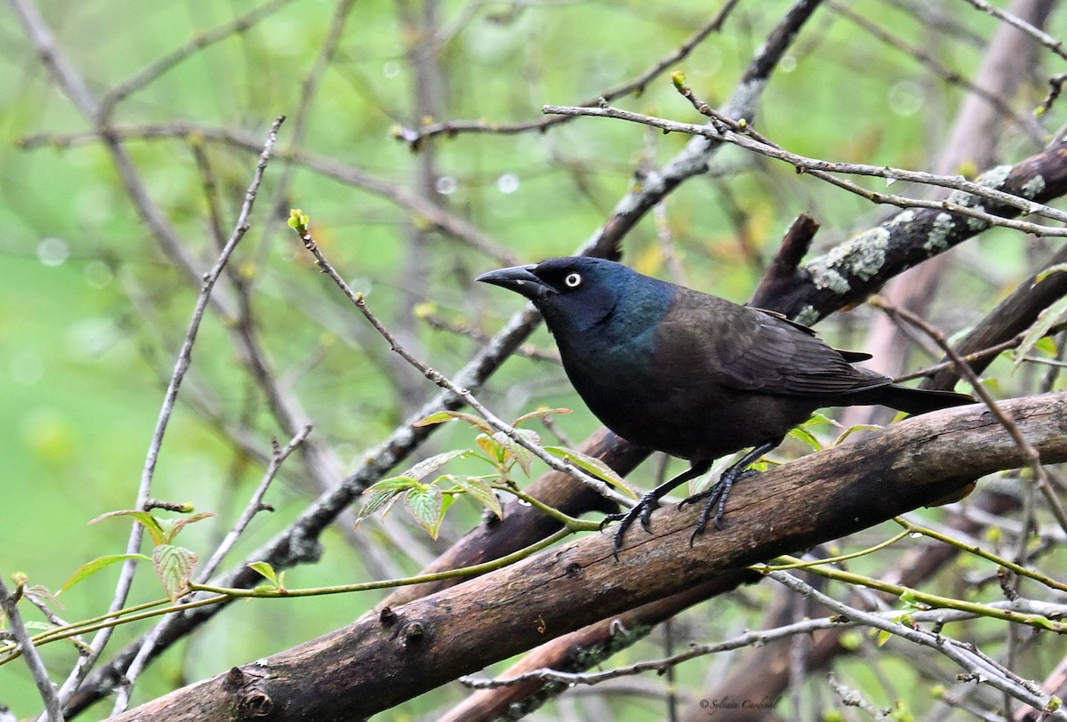 Common Grackle - ML620686045