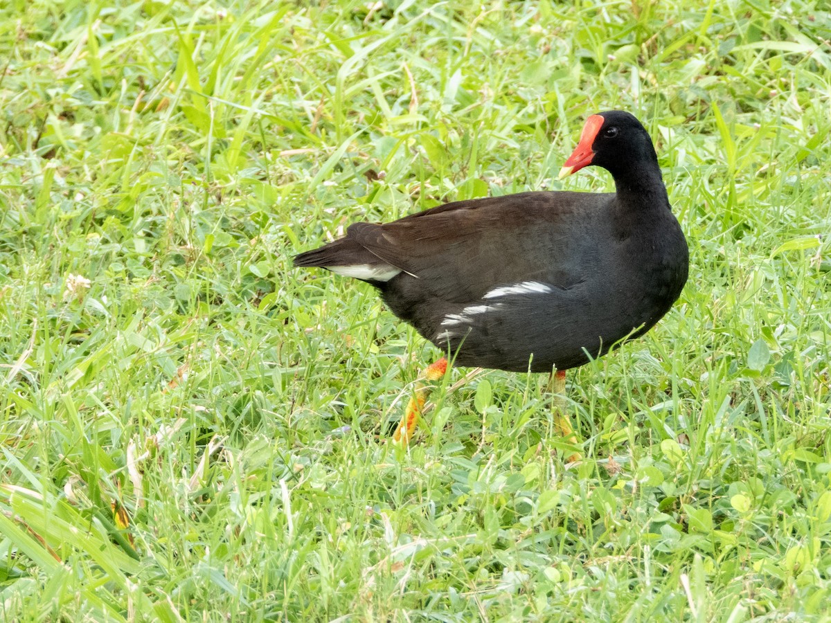 Common Gallinule - ML620686052