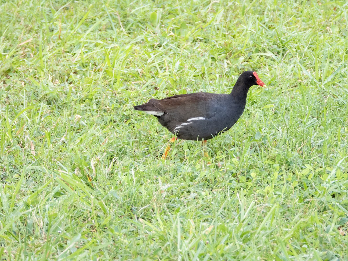 Common Gallinule - ML620686053