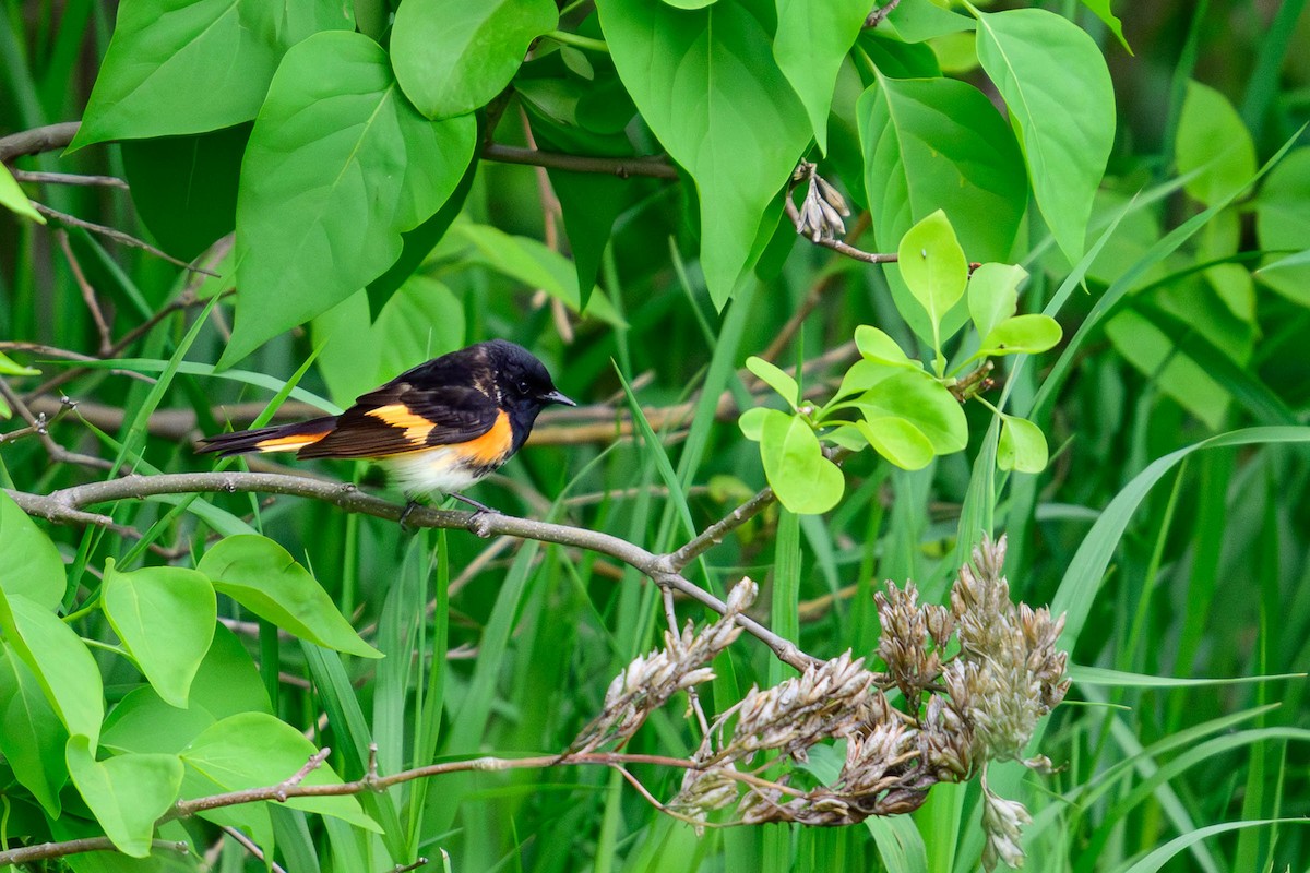 American Redstart - ML620686054