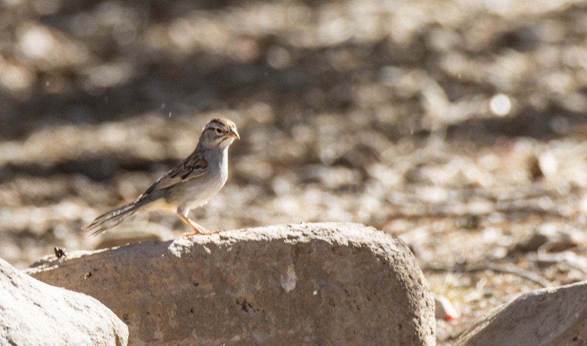 Rufous-winged Sparrow - ML620686056