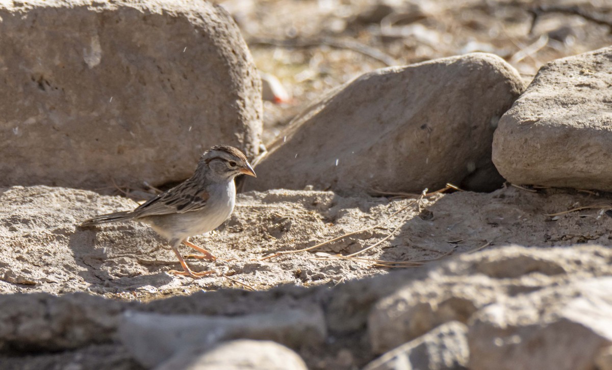 Rufous-winged Sparrow - ML620686057