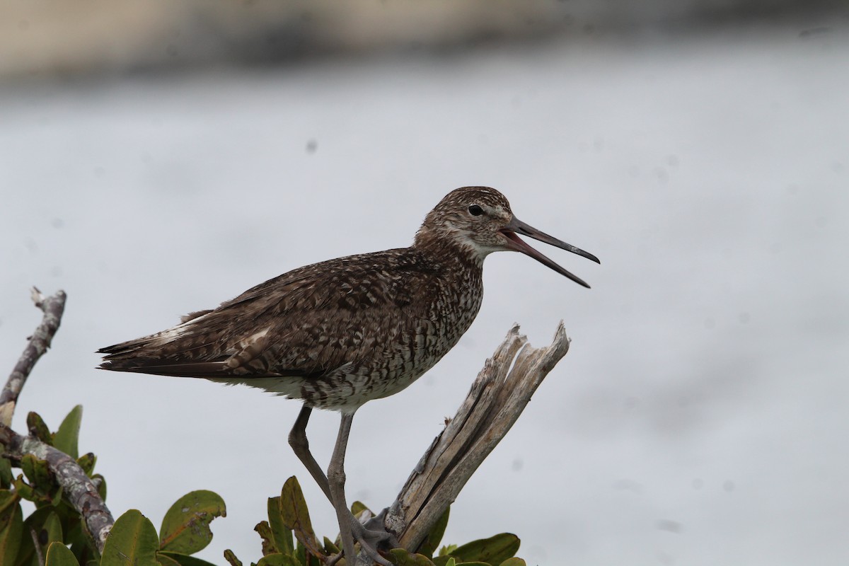 Willet - ML620686058