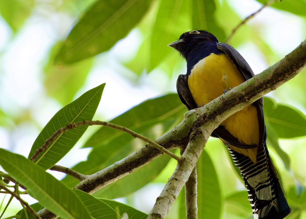 Gartered Trogon - ML620686065