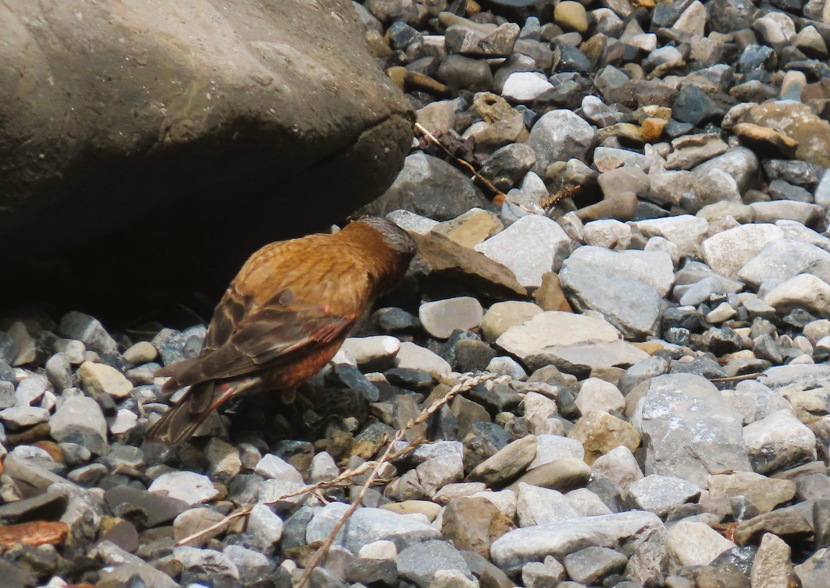 Gray-crowned Rosy-Finch - ML620686078