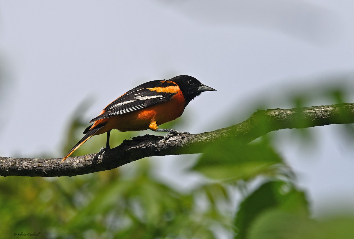 Baltimore Oriole - ML620686079