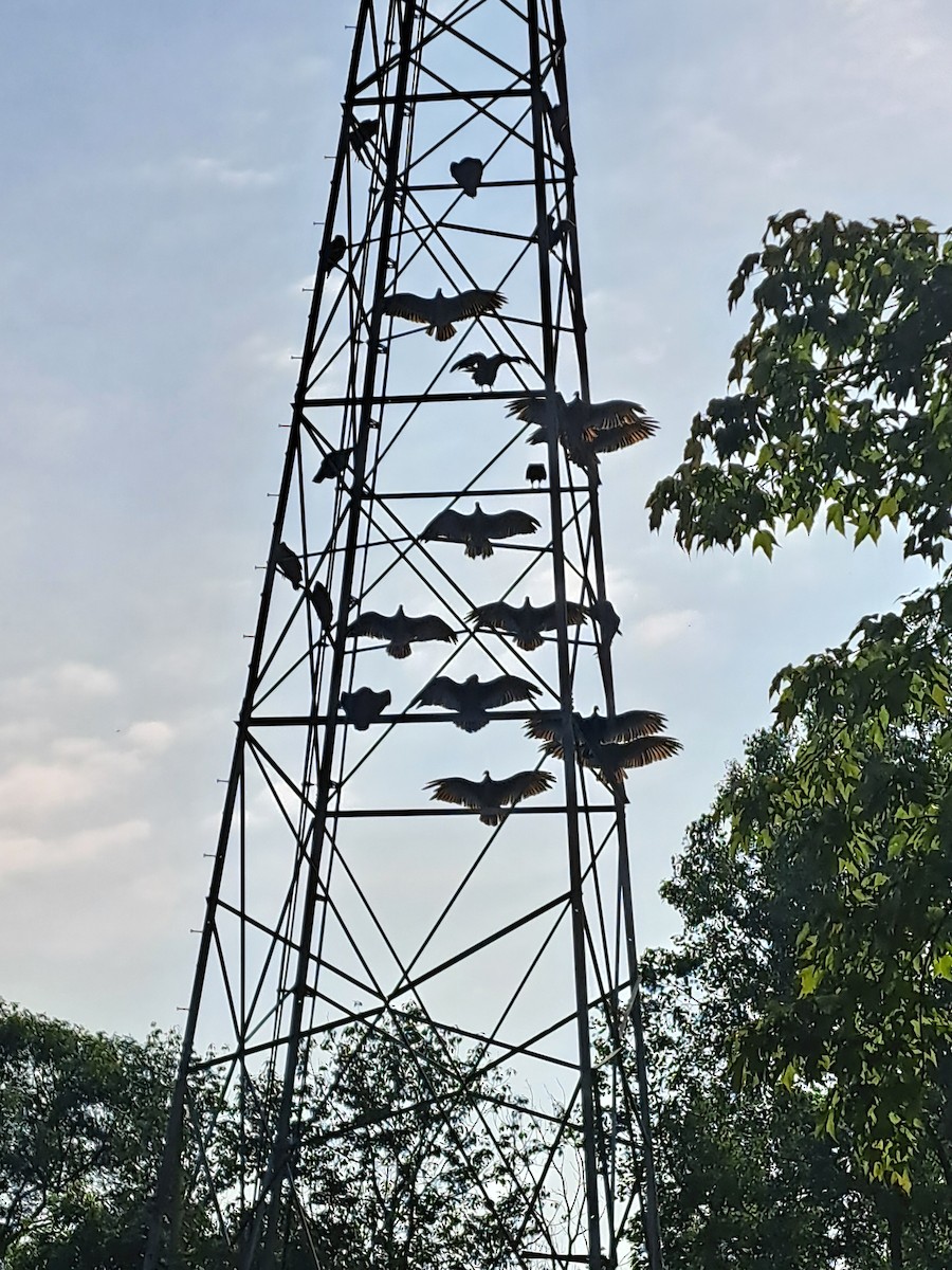 Turkey Vulture - ML620686084