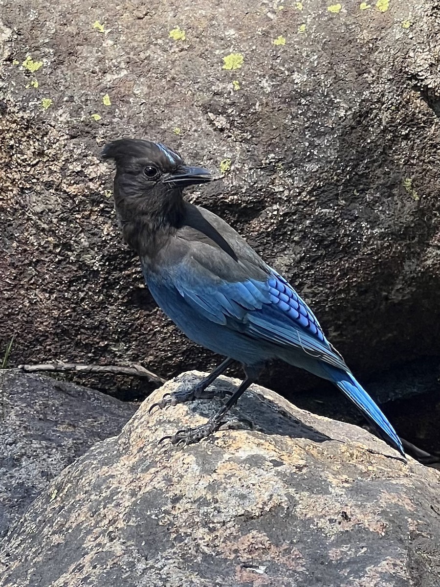 Steller's Jay - ML620686085