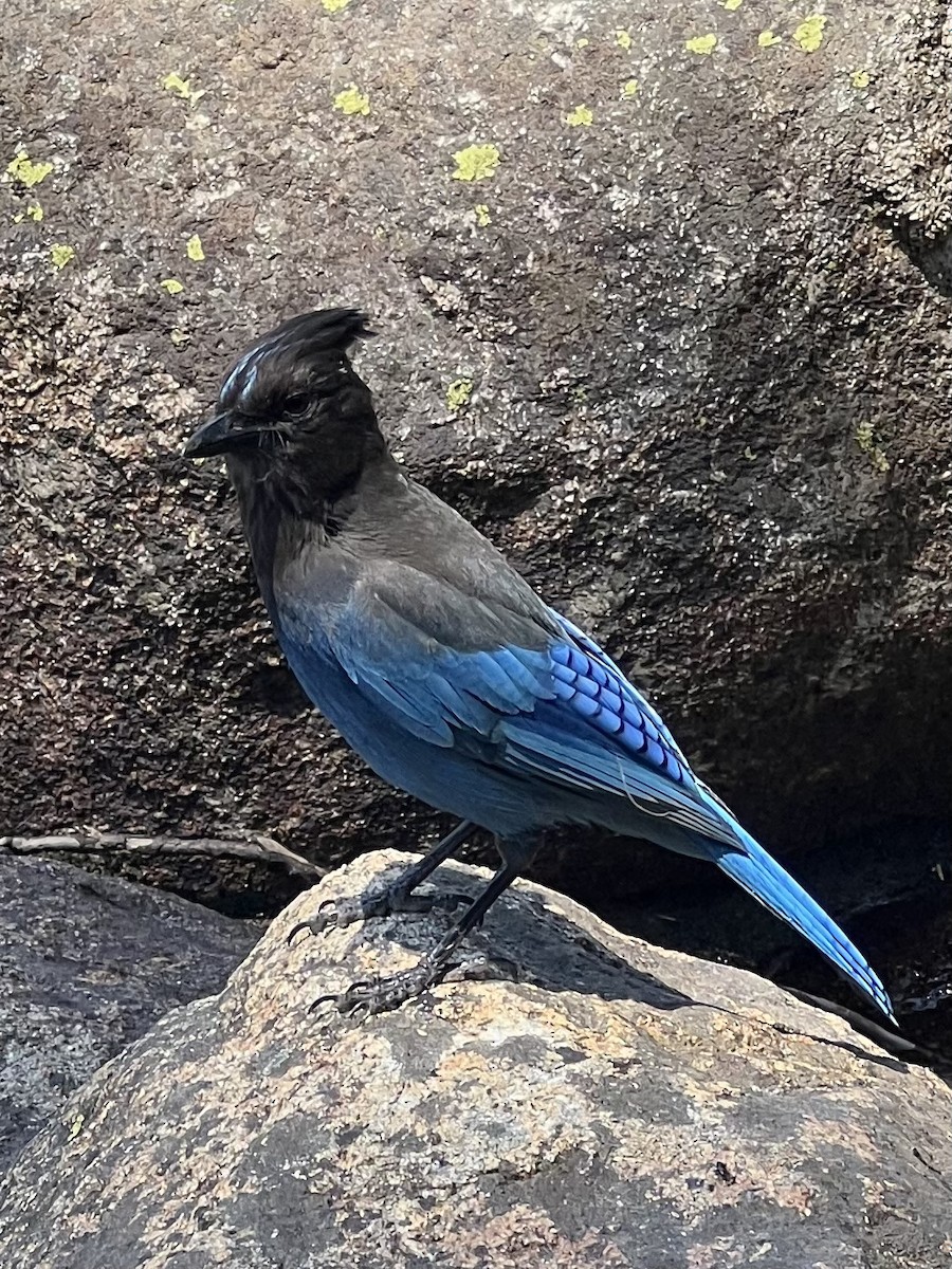 Steller's Jay - ML620686086