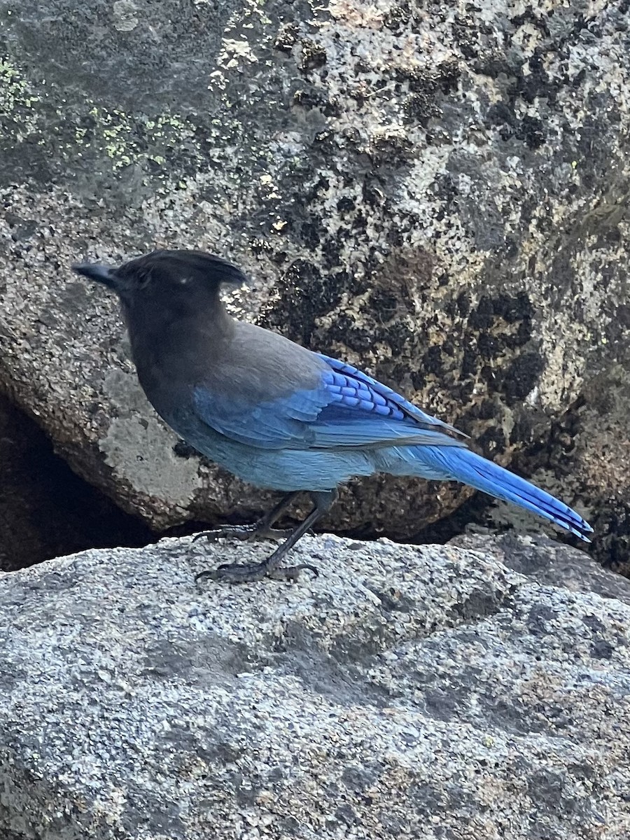 Steller's Jay - ML620686087