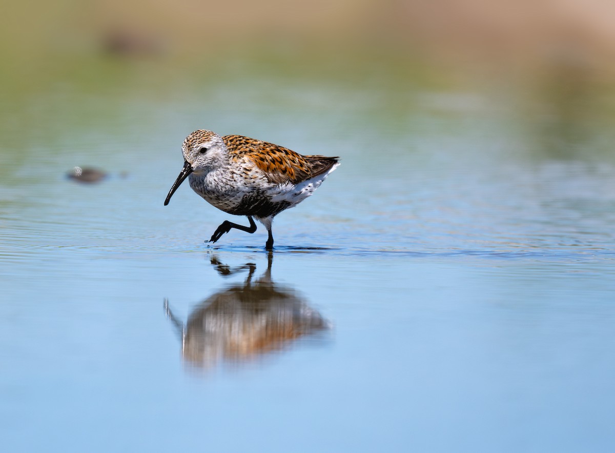 Dunlin - ML620686089